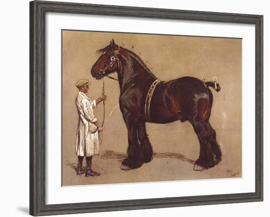 The Shire Horse-Cecil Aldin-Framed Premium Giclee Print