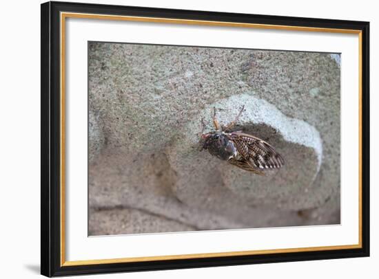 The Short Cicada of the Life Is Enjoying the End of Summer also in the Insect-Ryuji Adachi-Framed Photographic Print