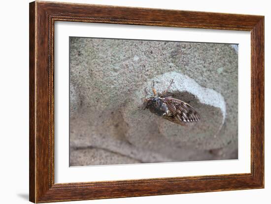 The Short Cicada of the Life Is Enjoying the End of Summer also in the Insect-Ryuji Adachi-Framed Photographic Print