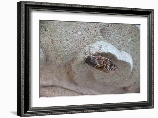 The Short Cicada of the Life Is Enjoying the End of Summer also in the Insect-Ryuji Adachi-Framed Photographic Print