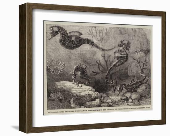 The Short-Nosed Seahorse (Hippocampus Brevirostris) in the Gardens of the Zoological Society-null-Framed Giclee Print