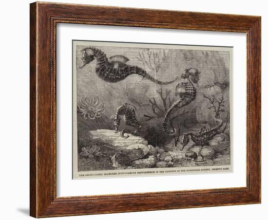 The Short-Nosed Seahorse (Hippocampus Brevirostris) in the Gardens of the Zoological Society-null-Framed Giclee Print