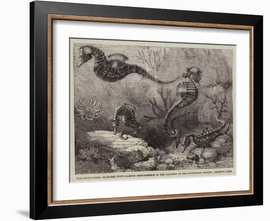 The Short-Nosed Seahorse (Hippocampus Brevirostris) in the Gardens of the Zoological Society-null-Framed Giclee Print