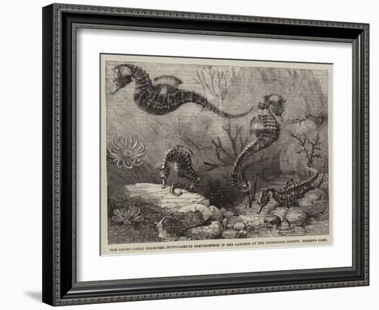 The Short-Nosed Seahorse (Hippocampus Brevirostris) in the Gardens of the Zoological Society-null-Framed Giclee Print