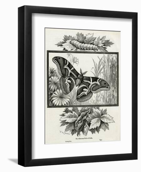 The Silkworm Moth of India-W.A. Cranston-Framed Art Print