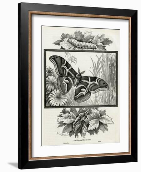 The Silkworm Moth of India-W.A. Cranston-Framed Art Print