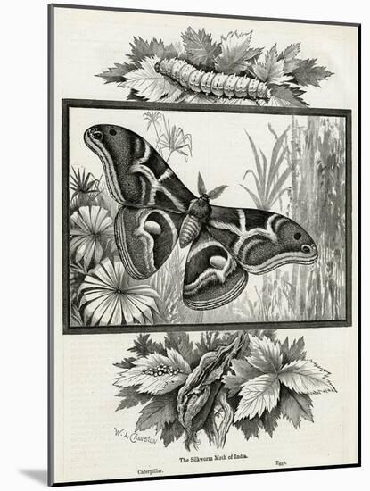 The Silkworm Moth of India-W.A. Cranston-Mounted Art Print