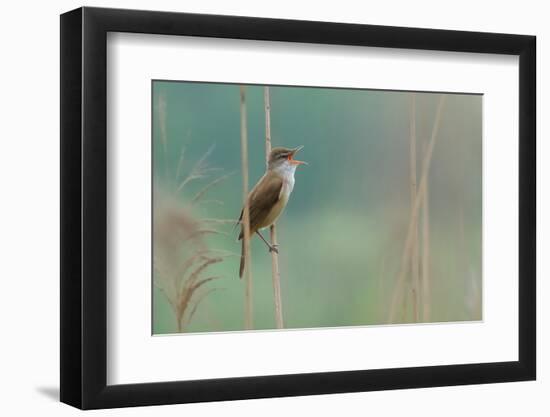 The Singer of the Reed-Valentino Alessandro-Framed Photographic Print