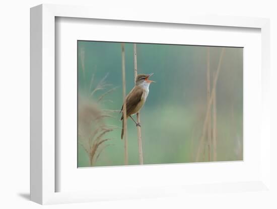 The Singer of the Reed-Valentino Alessandro-Framed Photographic Print