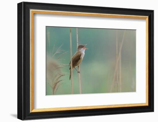 The Singer of the Reed-Valentino Alessandro-Framed Photographic Print