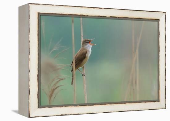 The Singer of the Reed-Valentino Alessandro-Framed Premier Image Canvas