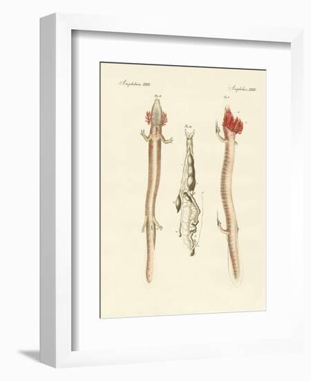 The Sinuous Proteus-null-Framed Giclee Print
