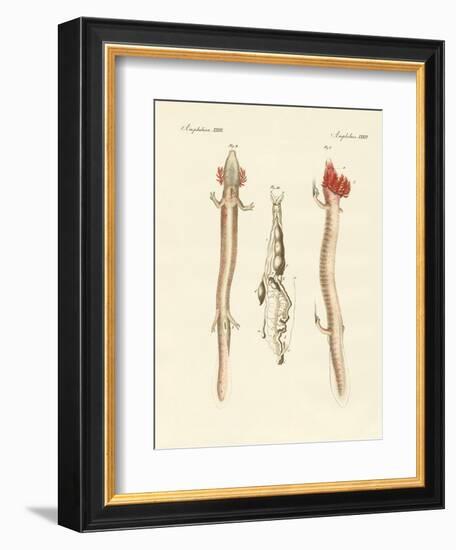 The Sinuous Proteus-null-Framed Giclee Print