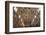 The Sistine Chapel by Michelangelo in the Vatican Museums, Rome, Lazio, Italy, Europe-Carlo-Framed Photographic Print