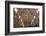 The Sistine Chapel by Michelangelo in the Vatican Museums, Rome, Lazio, Italy, Europe-Carlo-Framed Photographic Print