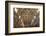 The Sistine Chapel by Michelangelo in the Vatican Museums, Rome, Lazio, Italy, Europe-Carlo-Framed Photographic Print