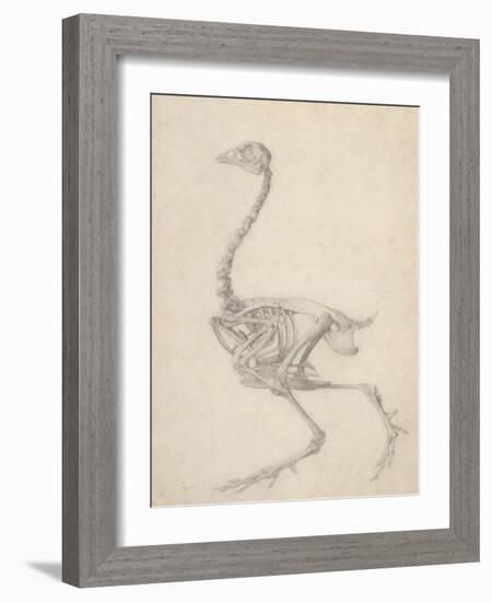 The Skeleton of a Fowl-George Stubbs-Framed Giclee Print