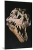 The Skull of T- Rex Sue on Exhibition at the Field Museum, Chicago.-Ira Block-Mounted Giclee Print