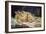 The Sleep (Le Sommeil), 1866-Gustave Courbet-Framed Giclee Print