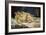 The Sleep (Le Sommeil), 1866-Gustave Courbet-Framed Giclee Print