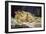 The Sleep (Le Sommeil), 1866-Gustave Courbet-Framed Giclee Print