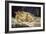 The Sleep (Le Sommeil), 1866-Gustave Courbet-Framed Giclee Print