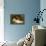 The Sleeping Beauty-Richard Eisermann-Framed Premier Image Canvas displayed on a wall