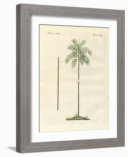 The Slim Palm of New Ireland-null-Framed Giclee Print