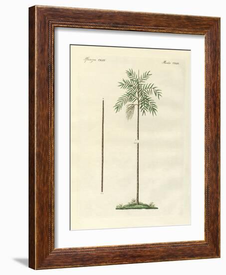 The Slim Palm of New Ireland-null-Framed Giclee Print