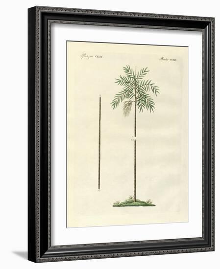 The Slim Palm of New Ireland-null-Framed Giclee Print