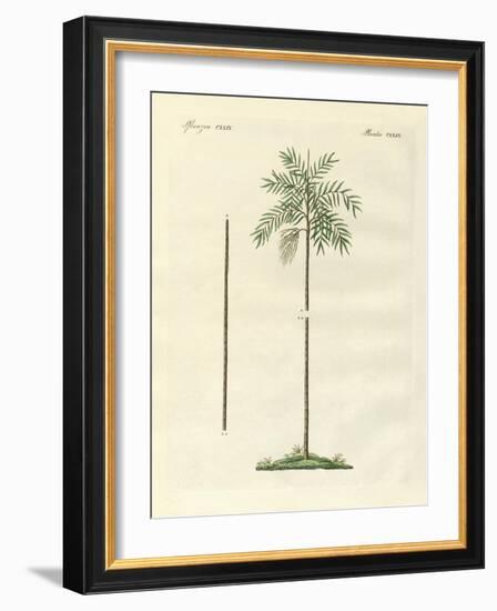 The Slim Palm of New Ireland-null-Framed Giclee Print