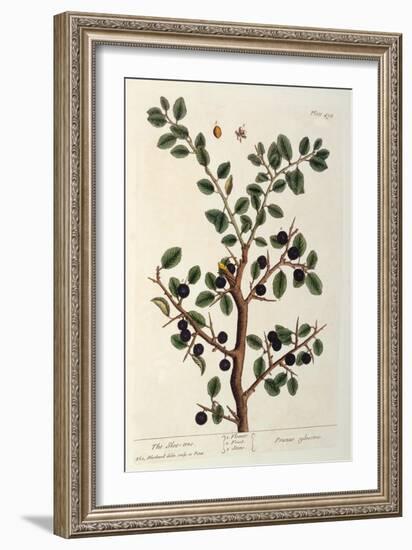 The Sloe Tree, Plate 494 from 'The Curious Herbal', Published 1782-Elizabeth Blackwell-Framed Giclee Print