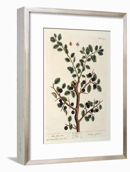 The Sloe Tree, Plate 494 from 'The Curious Herbal', Published 1782-Elizabeth Blackwell-Framed Giclee Print