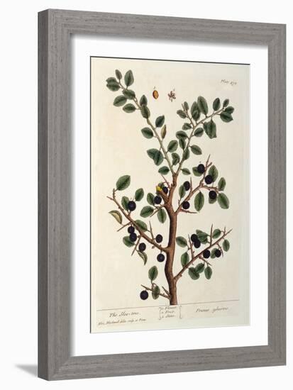 The Sloe Tree, Plate 494 from 'The Curious Herbal', Published 1782-Elizabeth Blackwell-Framed Giclee Print