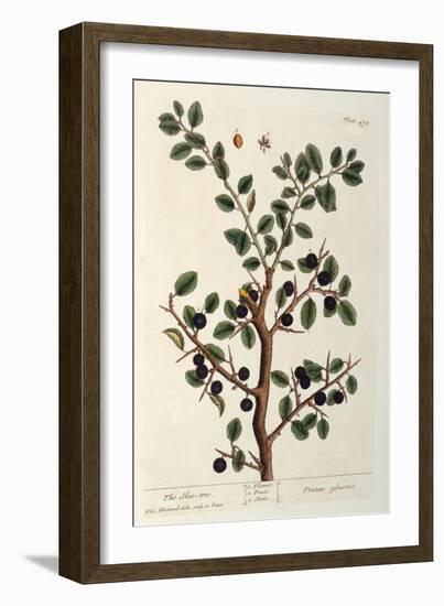 The Sloe Tree, Plate 494 from 'The Curious Herbal', Published 1782-Elizabeth Blackwell-Framed Giclee Print