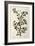 The Sloe Tree, Plate 494 from 'The Curious Herbal', Published 1782-Elizabeth Blackwell-Framed Giclee Print