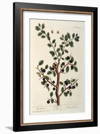 The Sloe Tree, Plate 494 from 'The Curious Herbal', Published 1782-Elizabeth Blackwell-Framed Giclee Print
