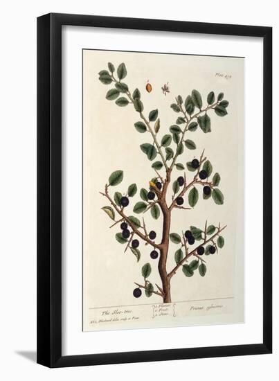 The Sloe Tree, Plate 494 from 'The Curious Herbal', Published 1782-Elizabeth Blackwell-Framed Giclee Print