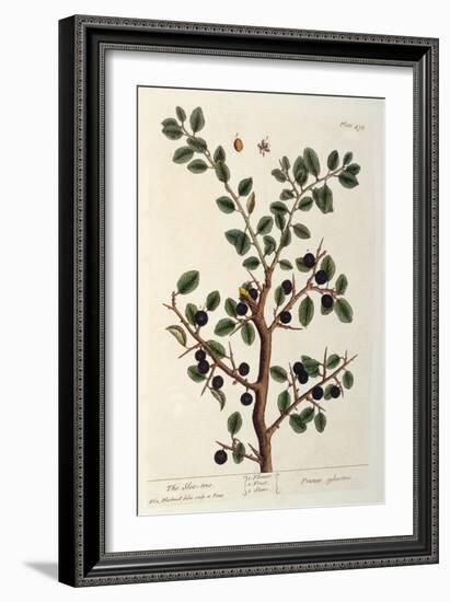 The Sloe Tree, Plate 494 from 'The Curious Herbal', Published 1782-Elizabeth Blackwell-Framed Giclee Print