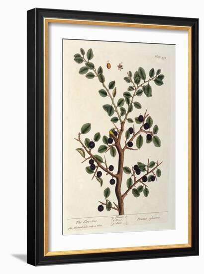 The Sloe Tree, Plate 494 from 'The Curious Herbal', Published 1782-Elizabeth Blackwell-Framed Giclee Print