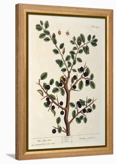 The Sloe Tree, Plate 494 from 'The Curious Herbal', Published 1782-Elizabeth Blackwell-Framed Premier Image Canvas