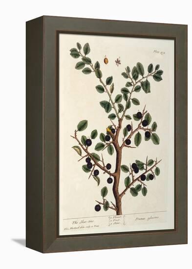 The Sloe Tree, Plate 494 from 'The Curious Herbal', Published 1782-Elizabeth Blackwell-Framed Premier Image Canvas