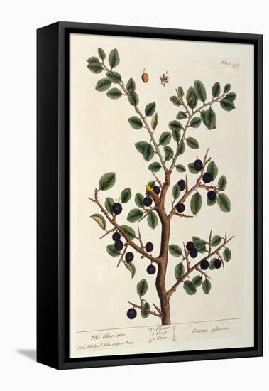 The Sloe Tree, Plate 494 from 'The Curious Herbal', Published 1782-Elizabeth Blackwell-Framed Premier Image Canvas