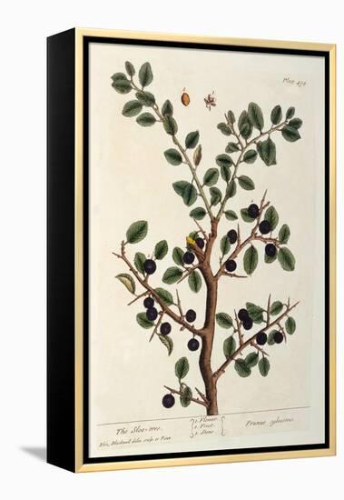 The Sloe Tree, Plate 494 from 'The Curious Herbal', Published 1782-Elizabeth Blackwell-Framed Premier Image Canvas