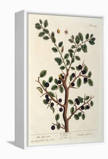 The Sloe Tree, Plate 494 from 'The Curious Herbal', Published 1782-Elizabeth Blackwell-Framed Premier Image Canvas