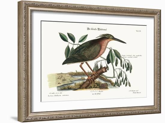 The Small Bittern, 1749-73-Mark Catesby-Framed Giclee Print