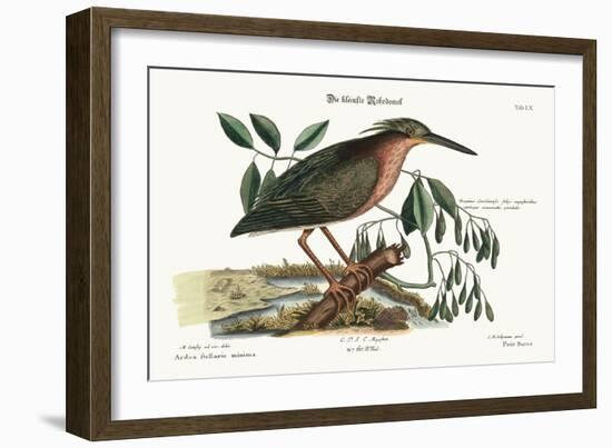 The Small Bittern, 1749-73-Mark Catesby-Framed Giclee Print