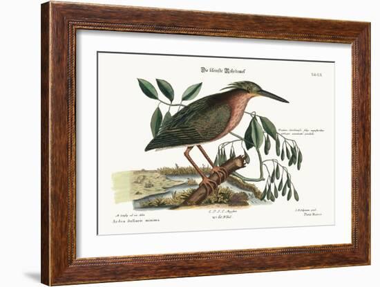 The Small Bittern, 1749-73-Mark Catesby-Framed Giclee Print