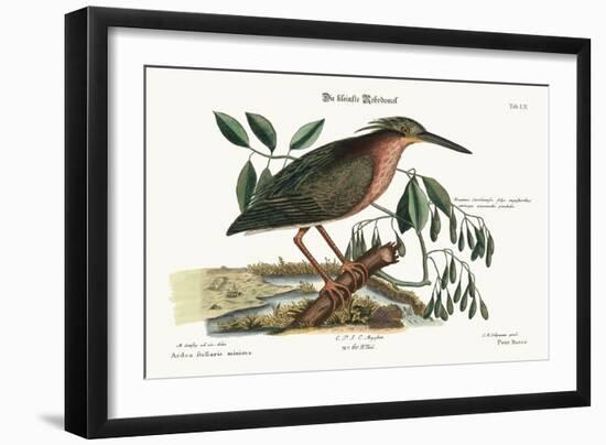 The Small Bittern, 1749-73-Mark Catesby-Framed Giclee Print