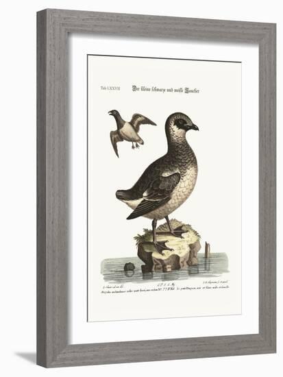The Small Black and White Divers, 1749-73-George Edwards-Framed Giclee Print